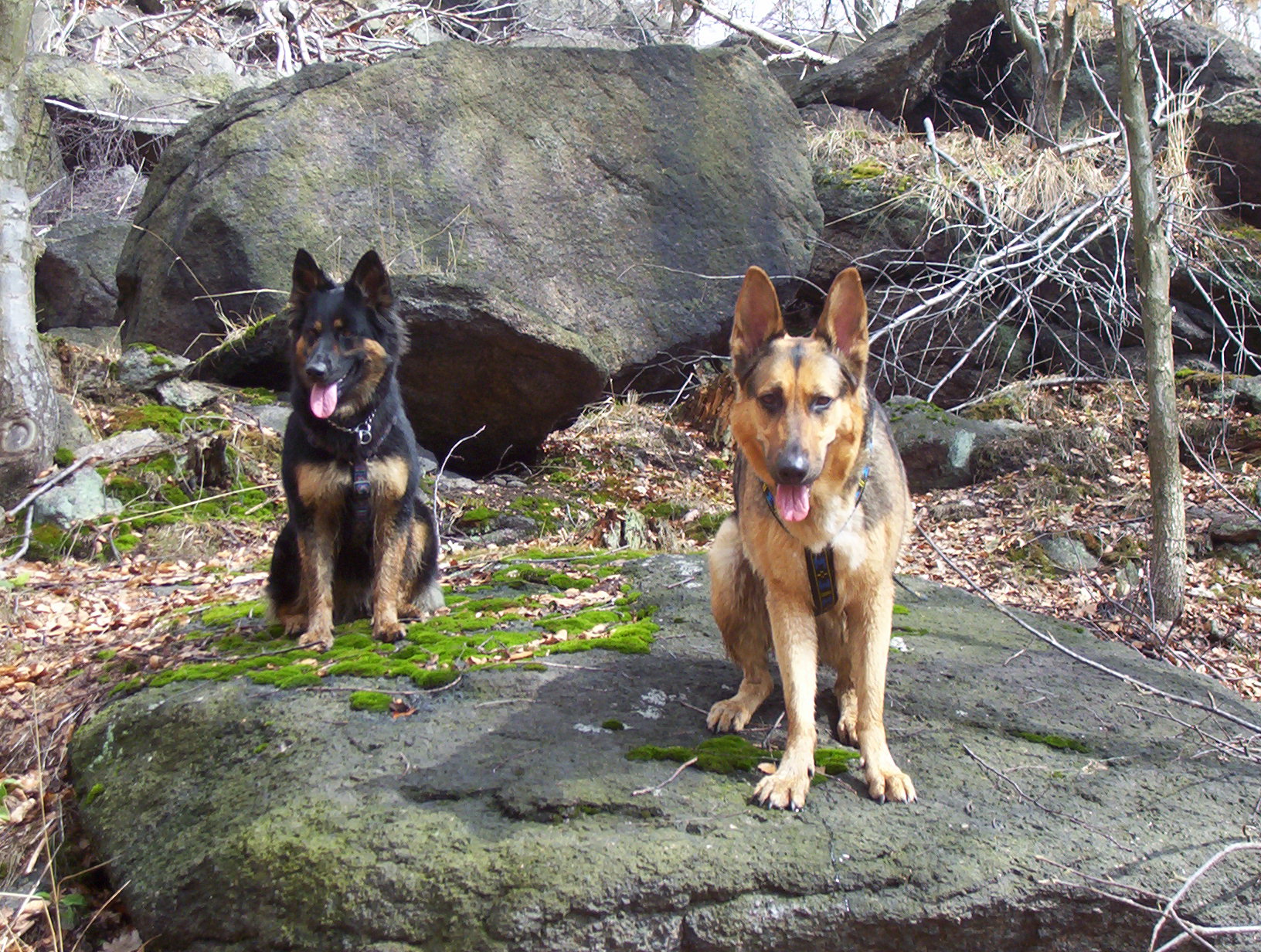 Dogtrekking - Krušné hory 024.jpg