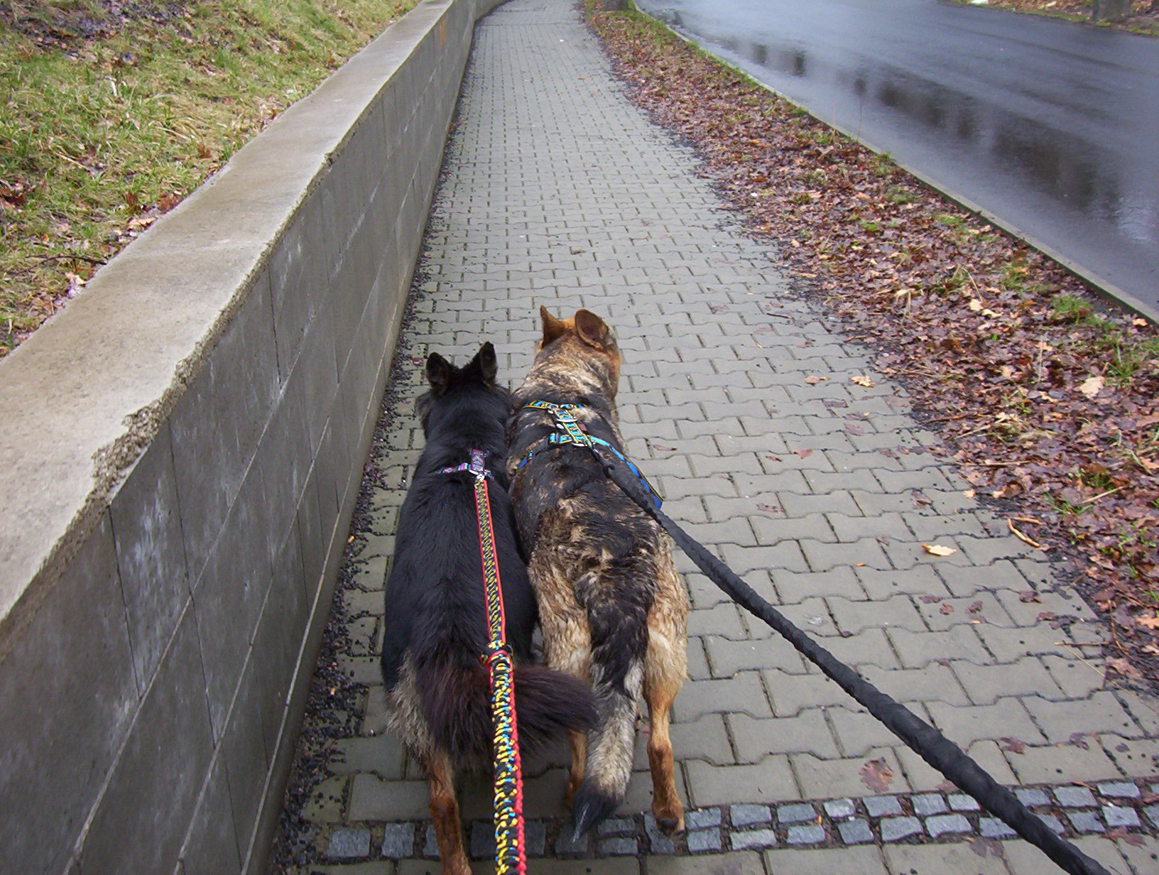 Dogtrekking - Krušné hory 005.jpg